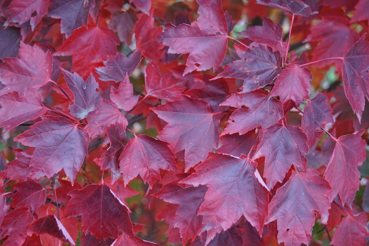 Acer rubrum 'Brandywine' op stam herfstkleur