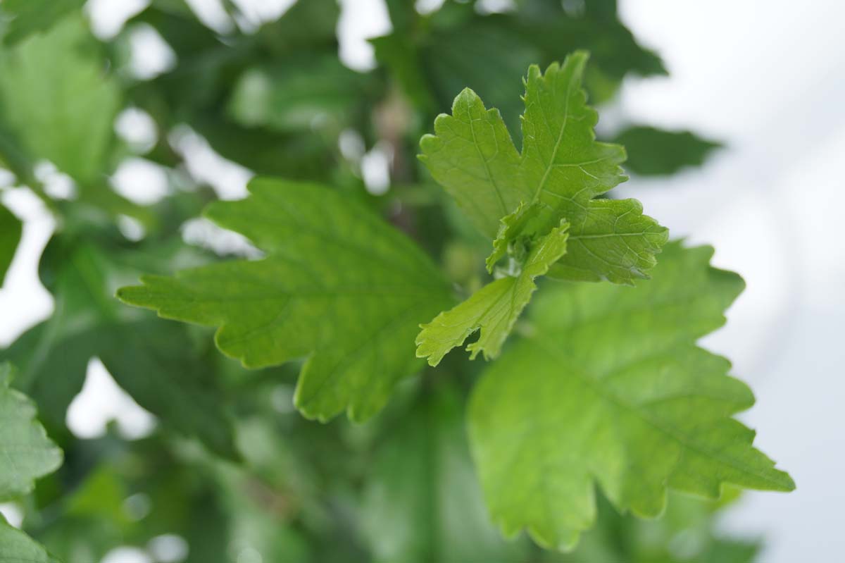 Hibiscus syriacus 'Melrose' meerstammig / struik