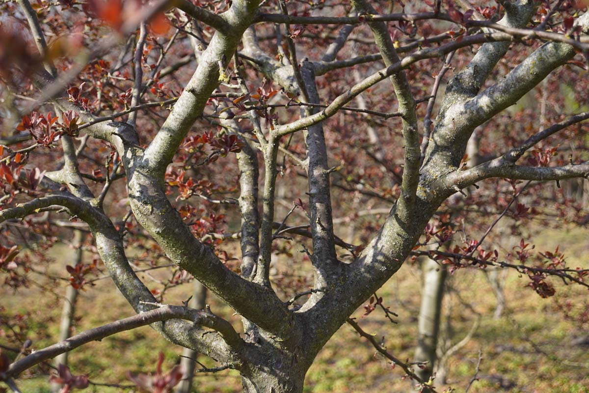 Malus 'Indian Magic' op stam