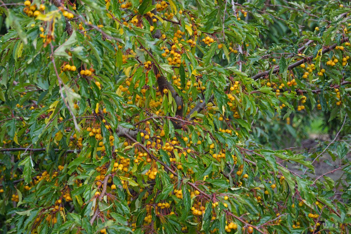 Malus toringo 'Brouwers Beauty' op stam sierappel