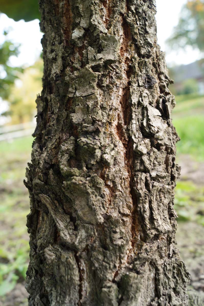 Quercus dentata 'Carl Ferris Miller' Tuinplanten