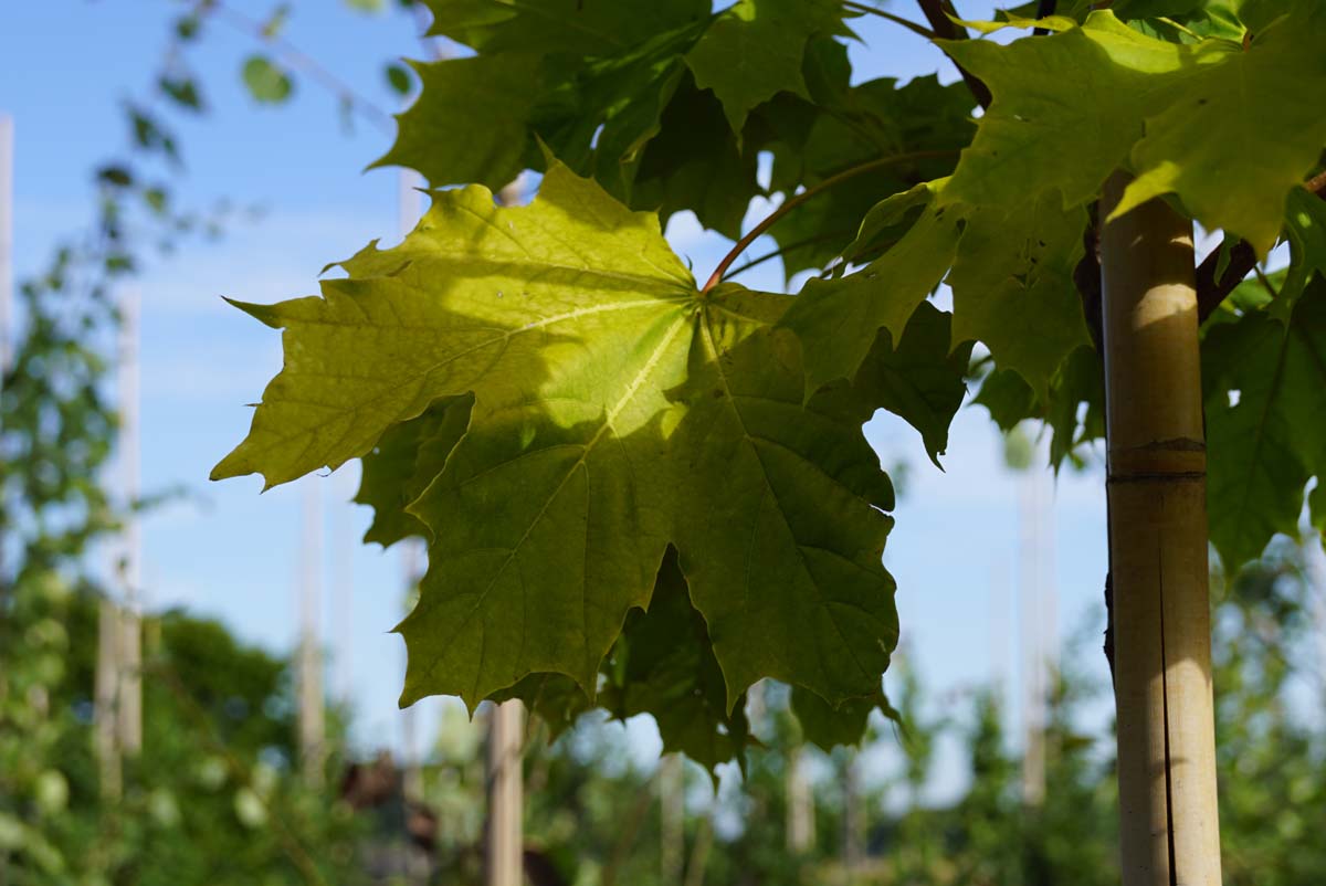 Acer platanoides 'Prigo' Tuinplanten