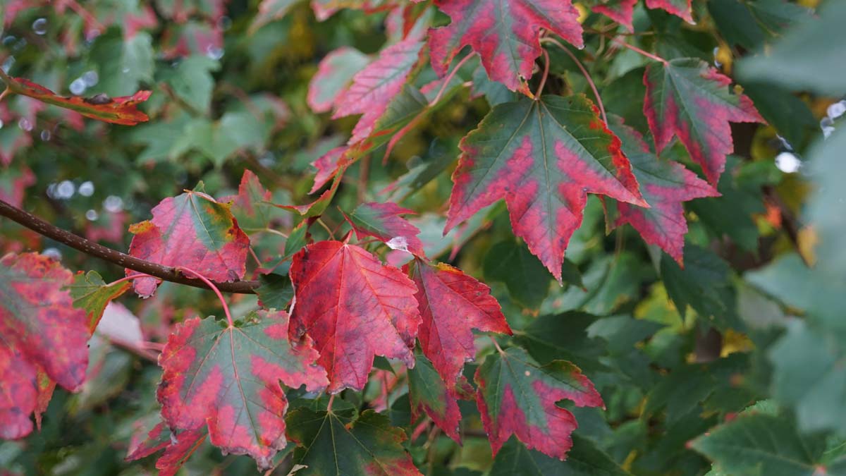Acer rubrum 'Franksred' op stam herfstkleur