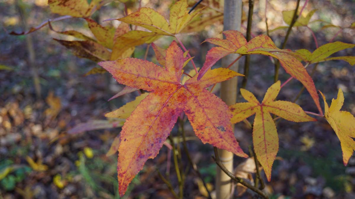 Liquidambar styraciflua 'Slender Silhouette' op stam