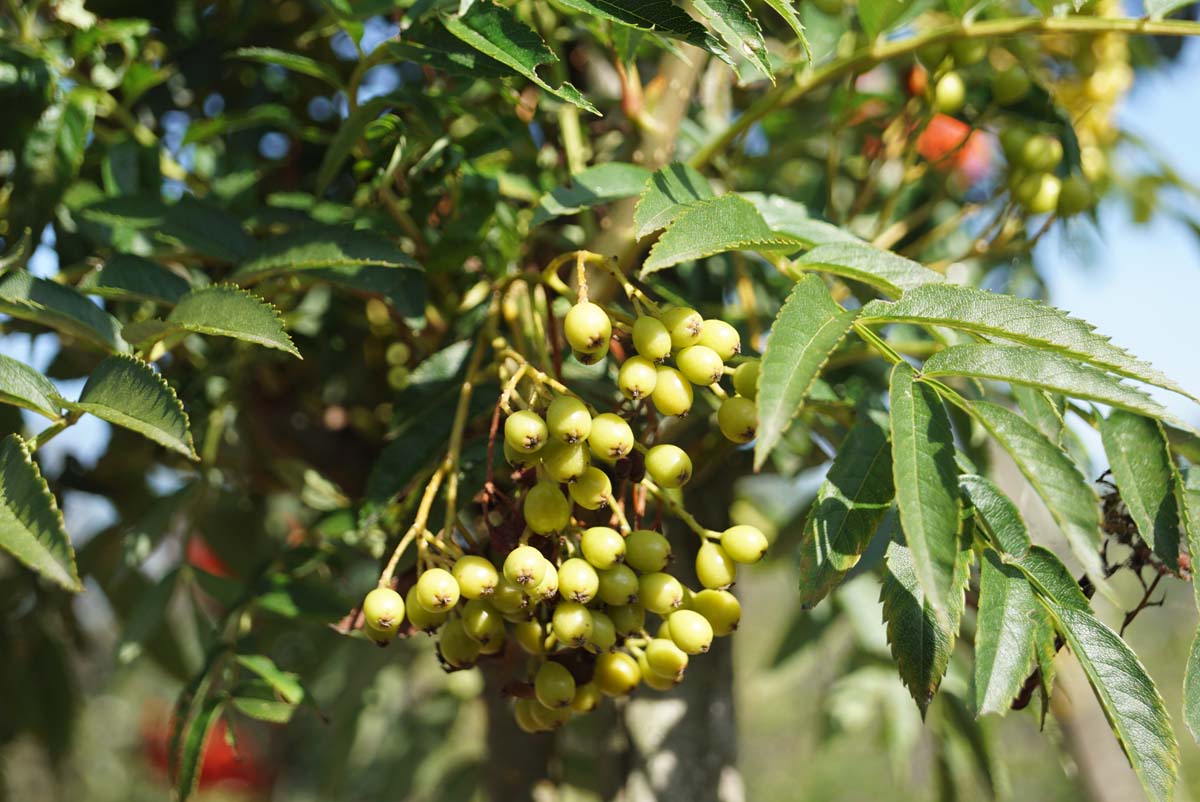 Sorbus 'Flanrock' Tuinplanten bes