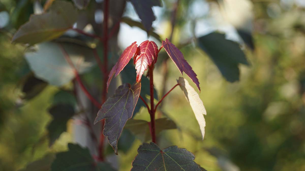 Acer rubrum 'Summer Red' meerstammig / struik blad