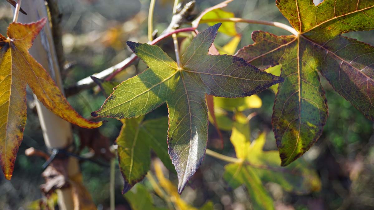 Liquidambar styraciflua 'Simone' op stam