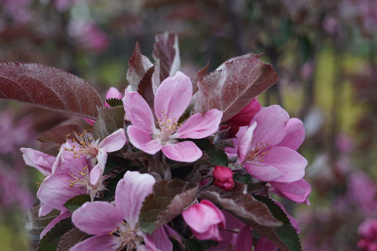 Malus domestica 'Redlane' op stam