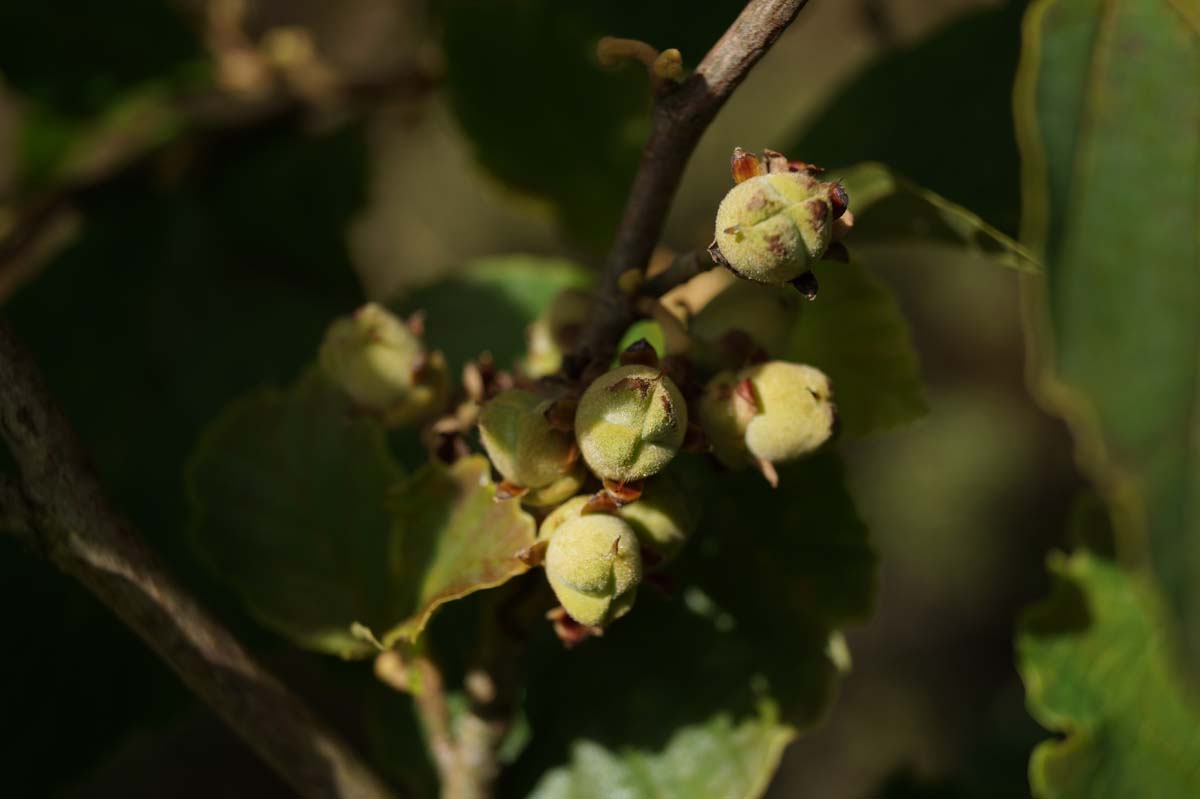 Hamamelis vernalis 'Amethyst' meerstammig / struik knop