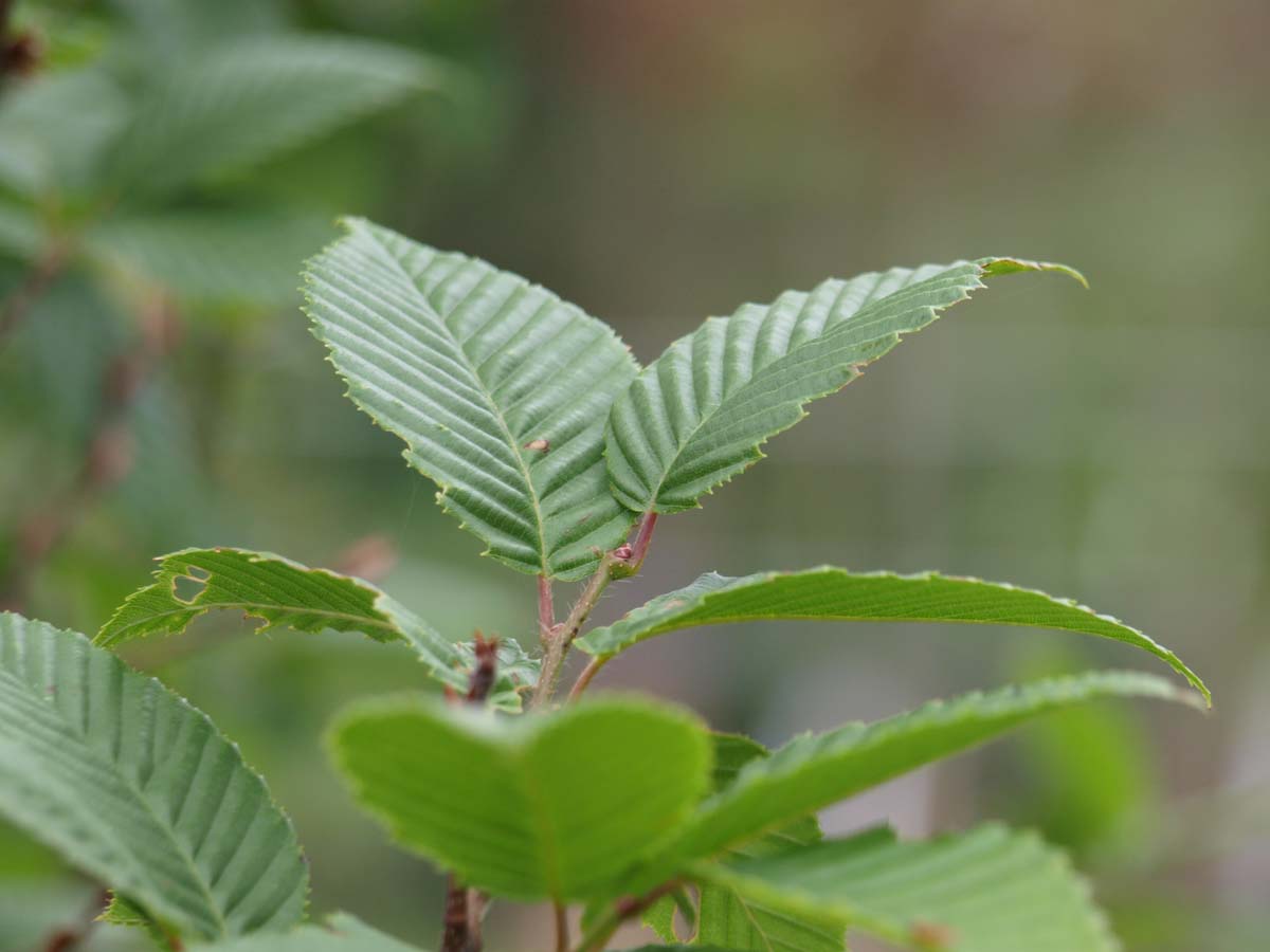 Carpinus betulus 'Lucas' meerstammig / struik