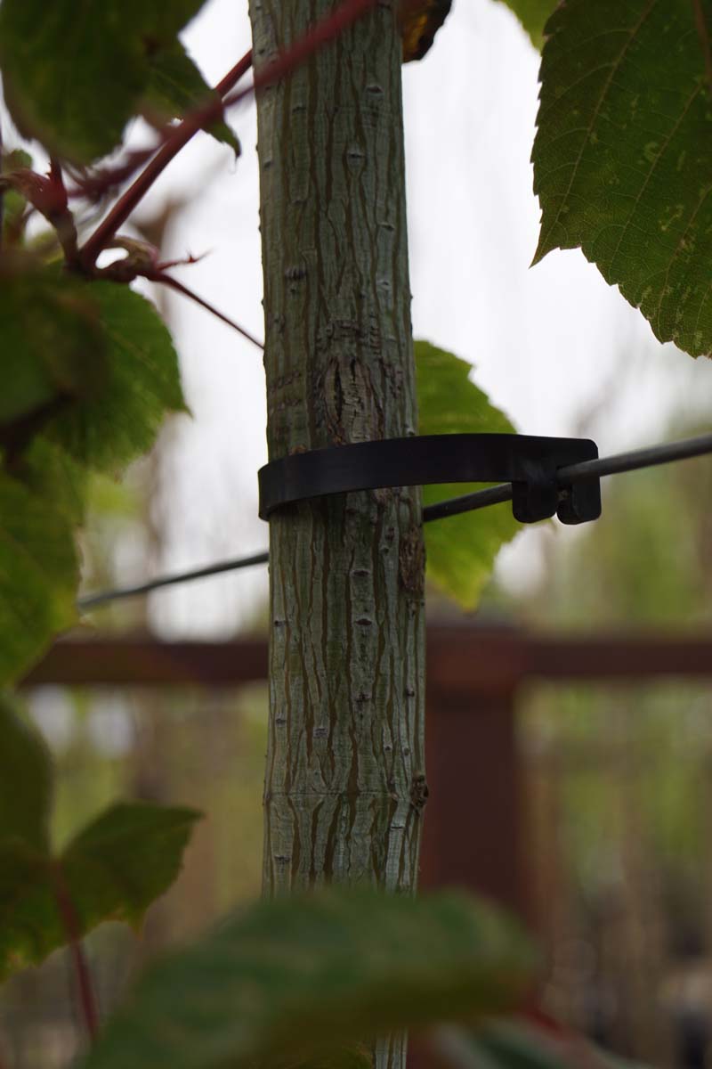 Acer conspicuum 'Red Flamingo' meerstammig / struik stam