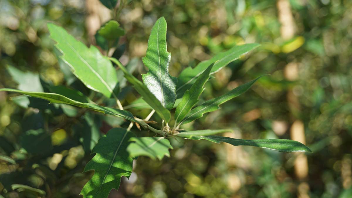Quercus hispanica 'Waasland' solitair blad