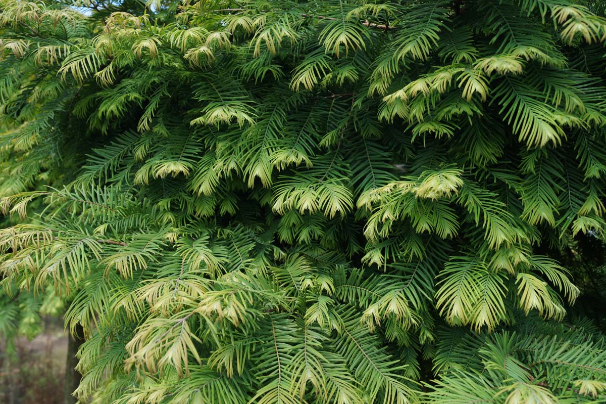 Metasequoia glyptostroboides 'Matthaei Broom' op stam