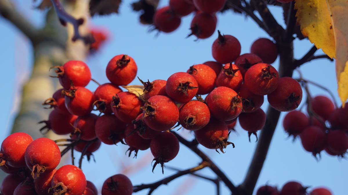 Crataegus succulenta 'Jubilee' Tuinplanten