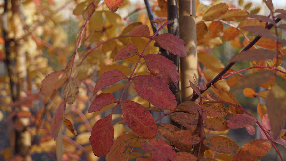 Sorbus pseudovilmorinii op stam herfstkleur