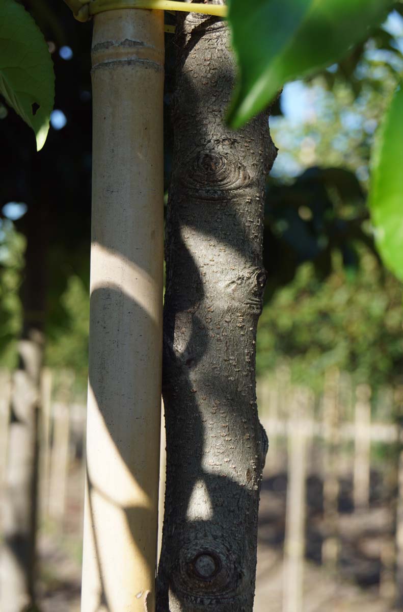 Prunus lusitanica 'Ybrazo01' haagplant bast