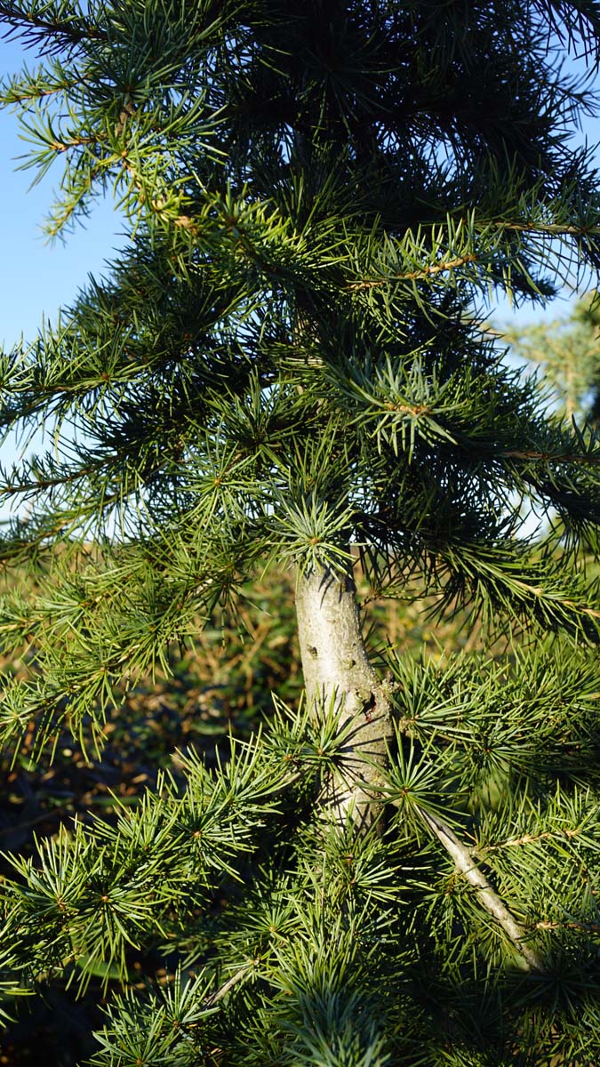 Cedrus deodara 'Miles High'