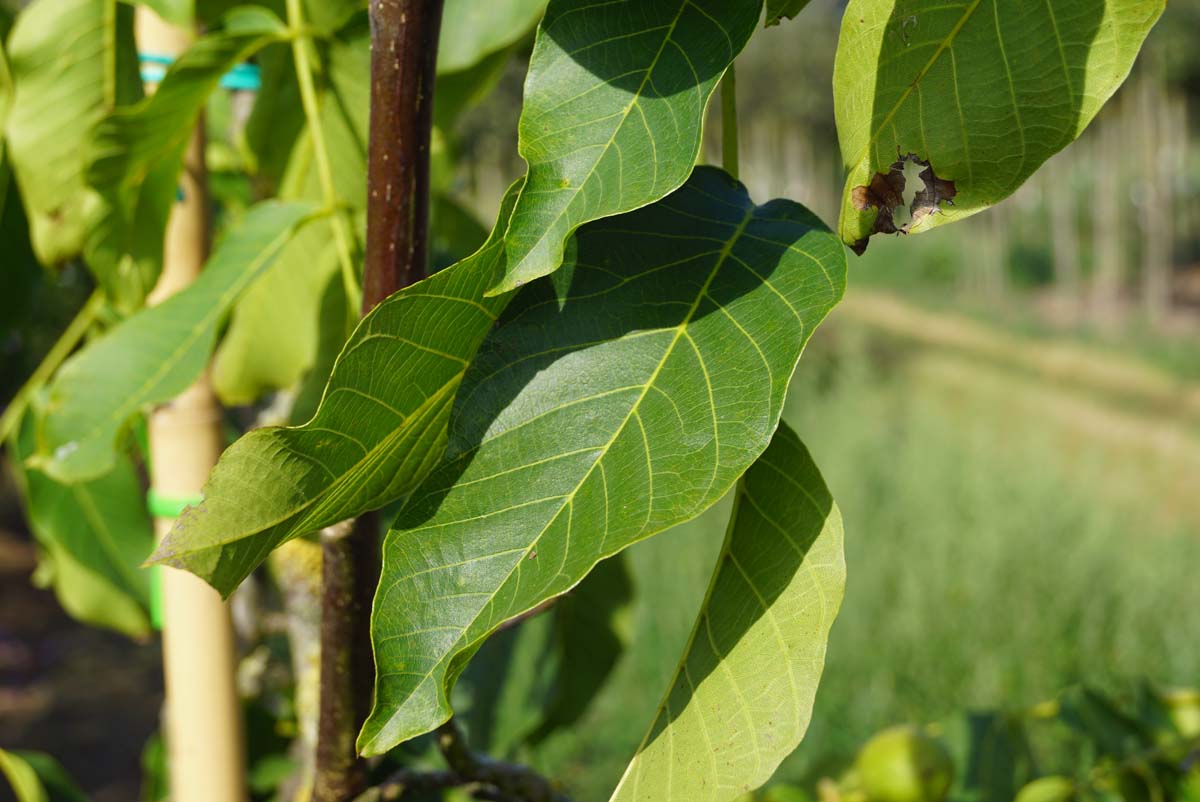 Juglans regia 'Menen' op stam