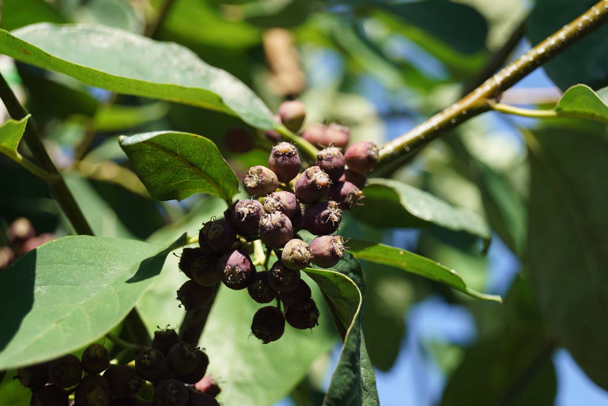 Cotoneaster ignotus op stam