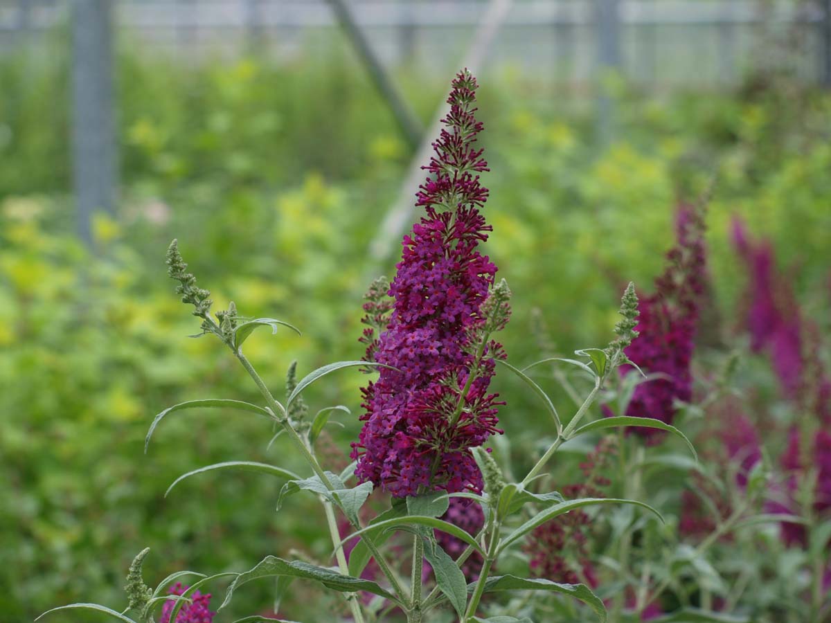 Buddleja 'SRPBUD374' meerstammig / struik bloem