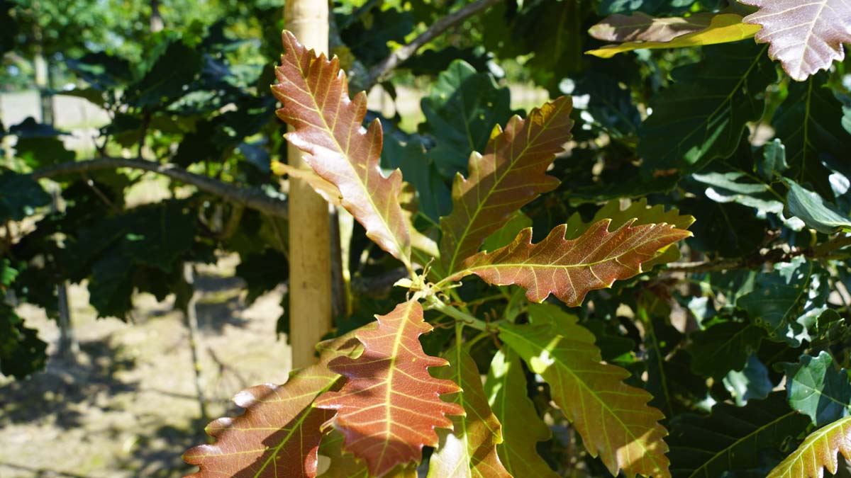 Quercus vilmoriniana 'Limburg' op stam
