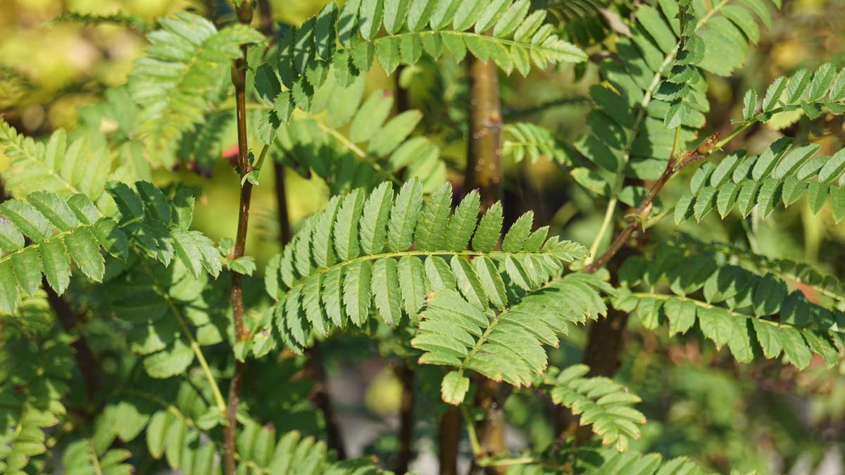 Sorbus frutescens albocarmesinae Tuinplanten blad