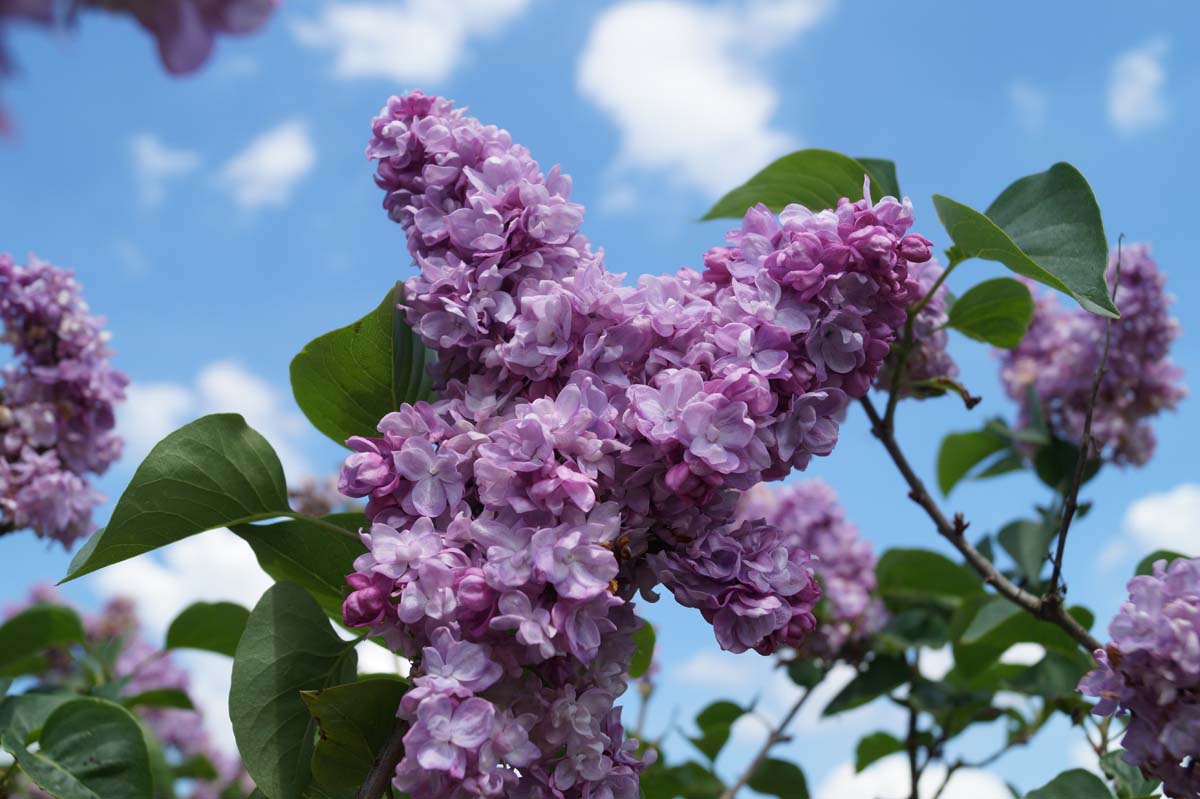 Syringa vulgaris 'Addie Tischler' meerstammig / struik