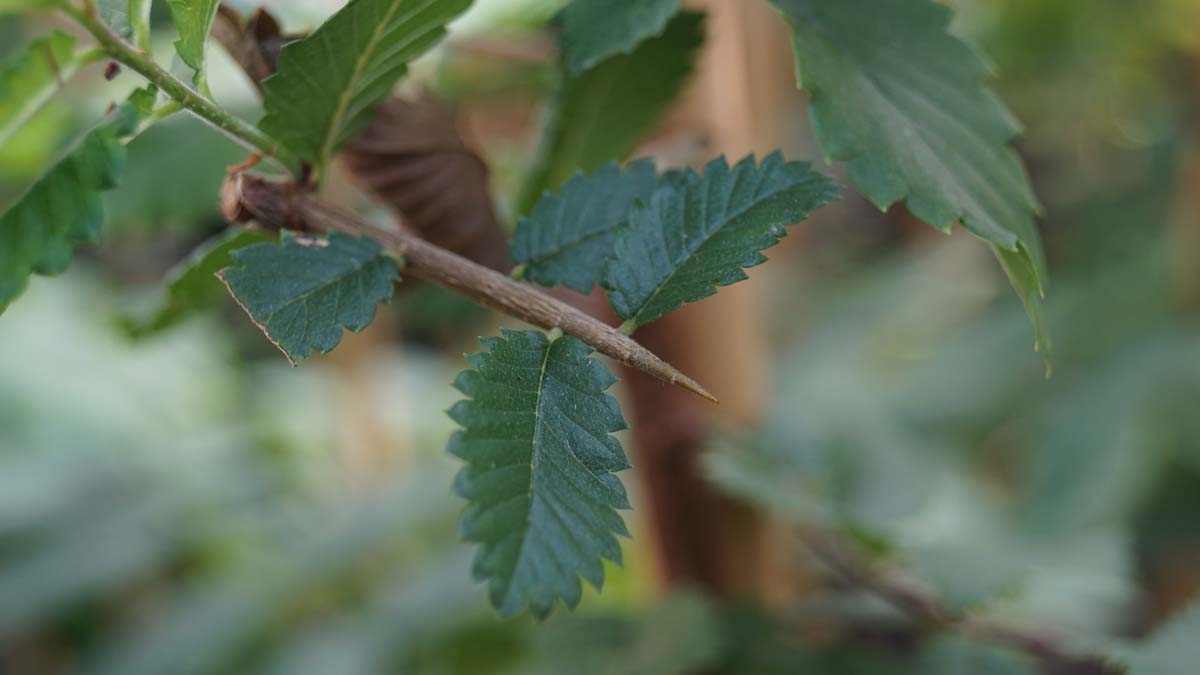 Hemiptelea davidii op stam