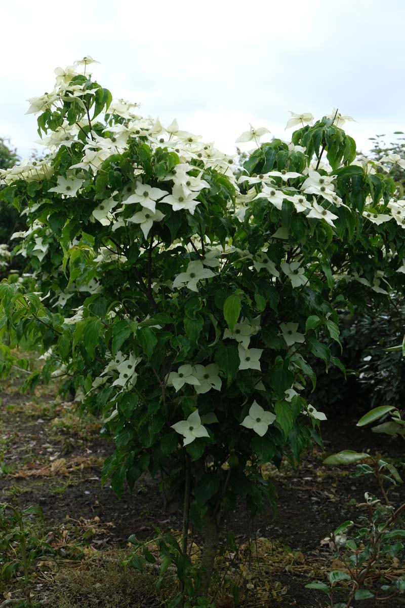 Cornus kousa 'Milky Way' meerstammig / struik struik