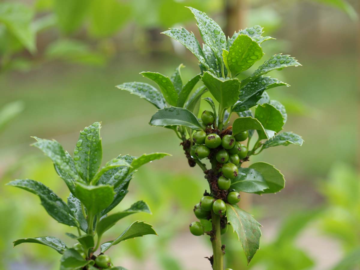 Ilex meserveae 'Hachfee' haagplant blad