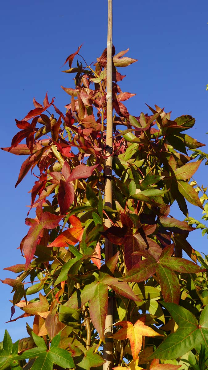 Liquidambar styraciflua 'Slender Silhouette' op stam
