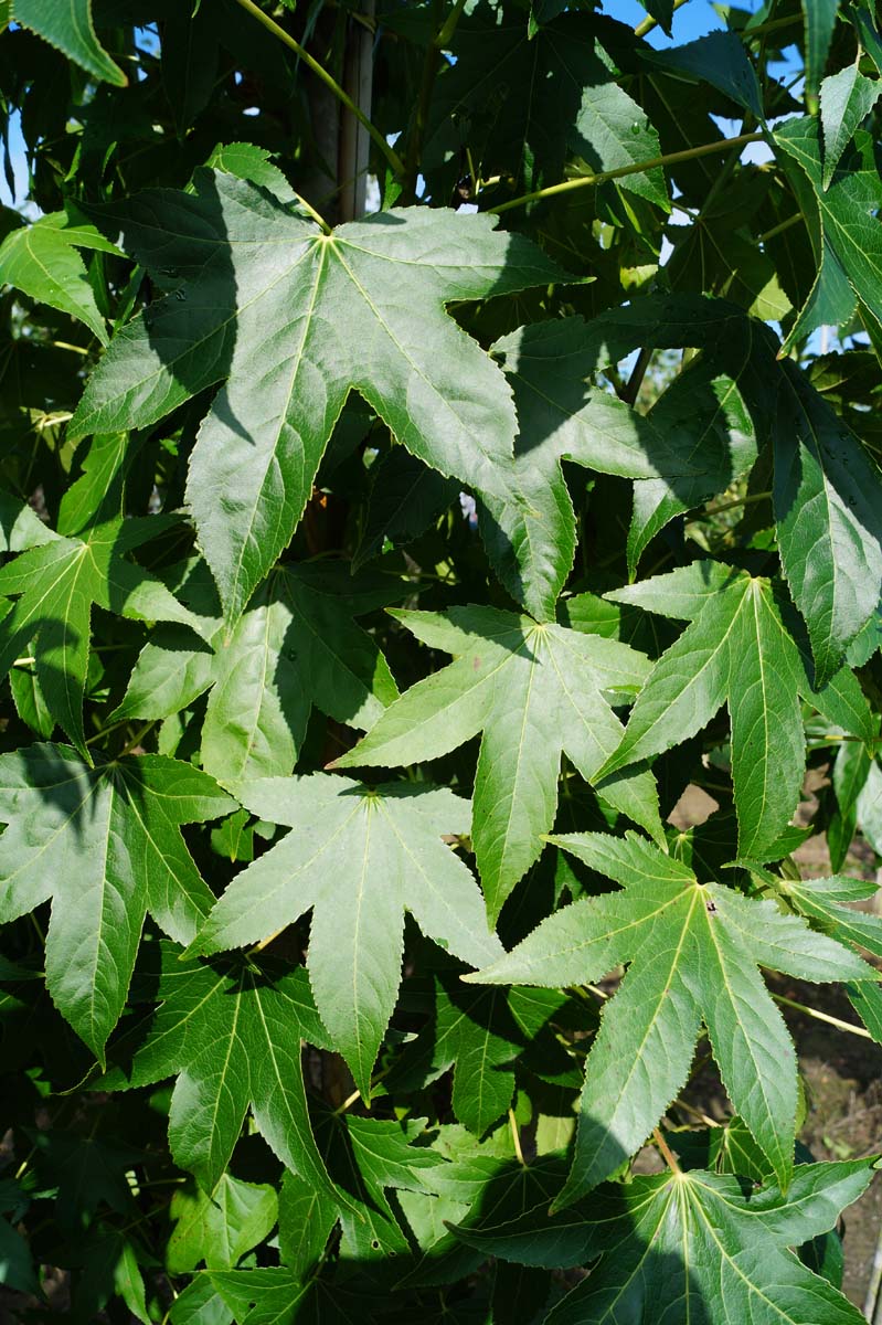 Liquidambar styraciflua 'Simone' op stam