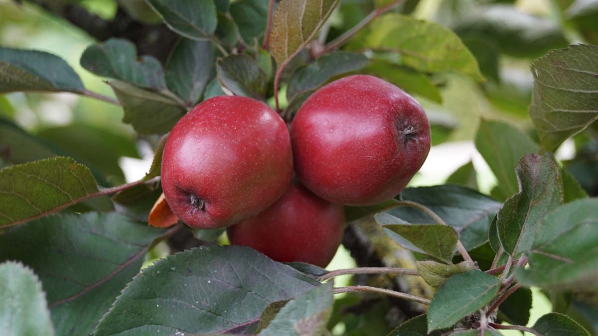 Malus domestica 'Redlane' op stam