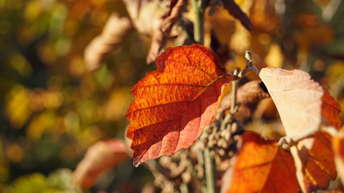 Hamamelis vernalis 'Amethyst' Tuinplanten herfstkleur