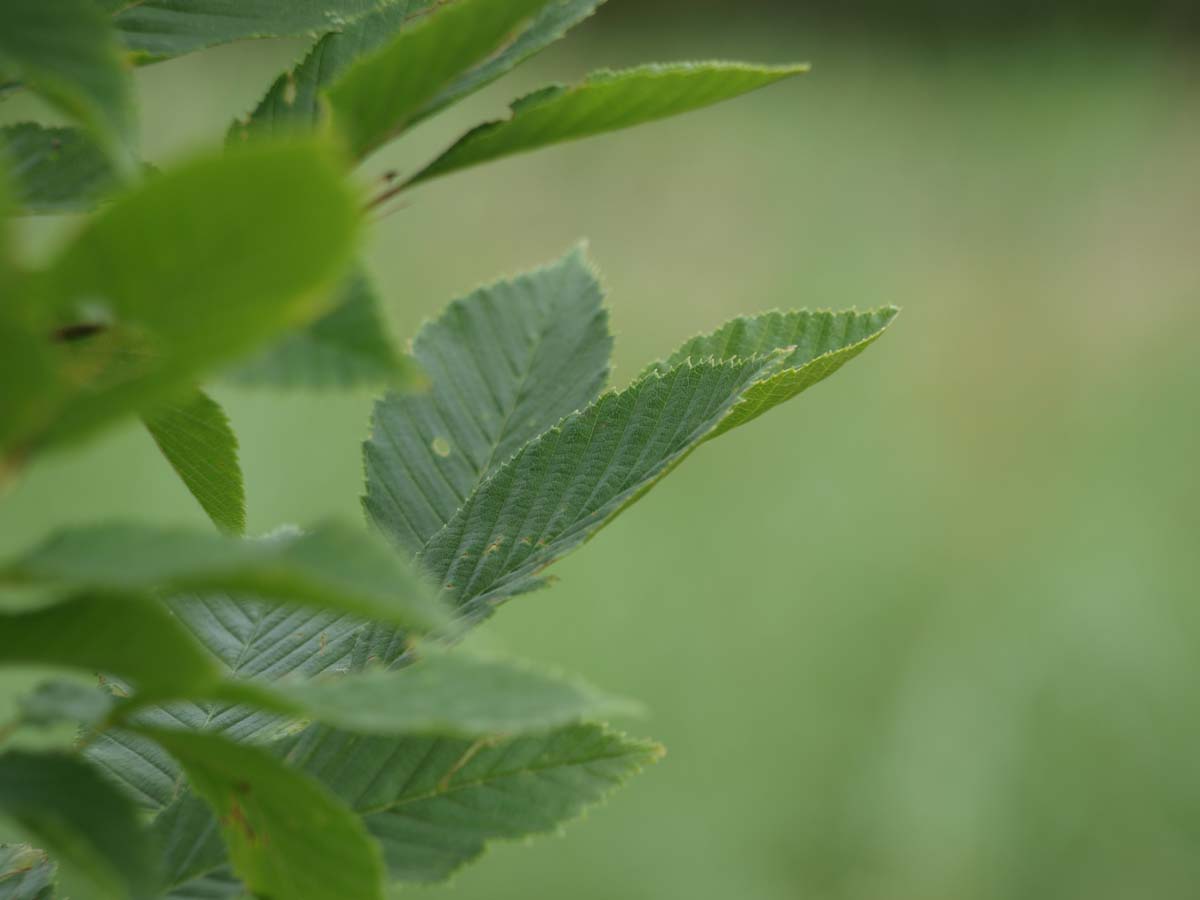 Carpinus betulus 'Lucas' op stam
