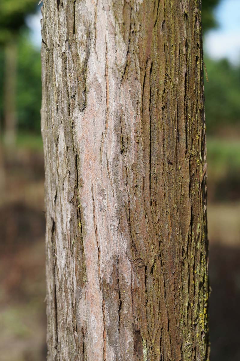 Metasequoia glyptostroboides 'Matthaei Broom' op stam