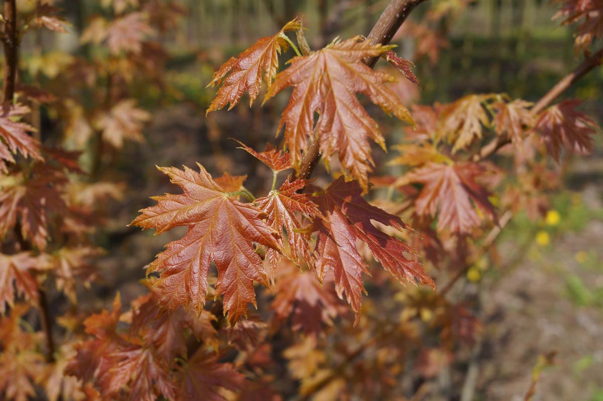 Acer saccharinum 'Pyramidale' Tuinplanten blad