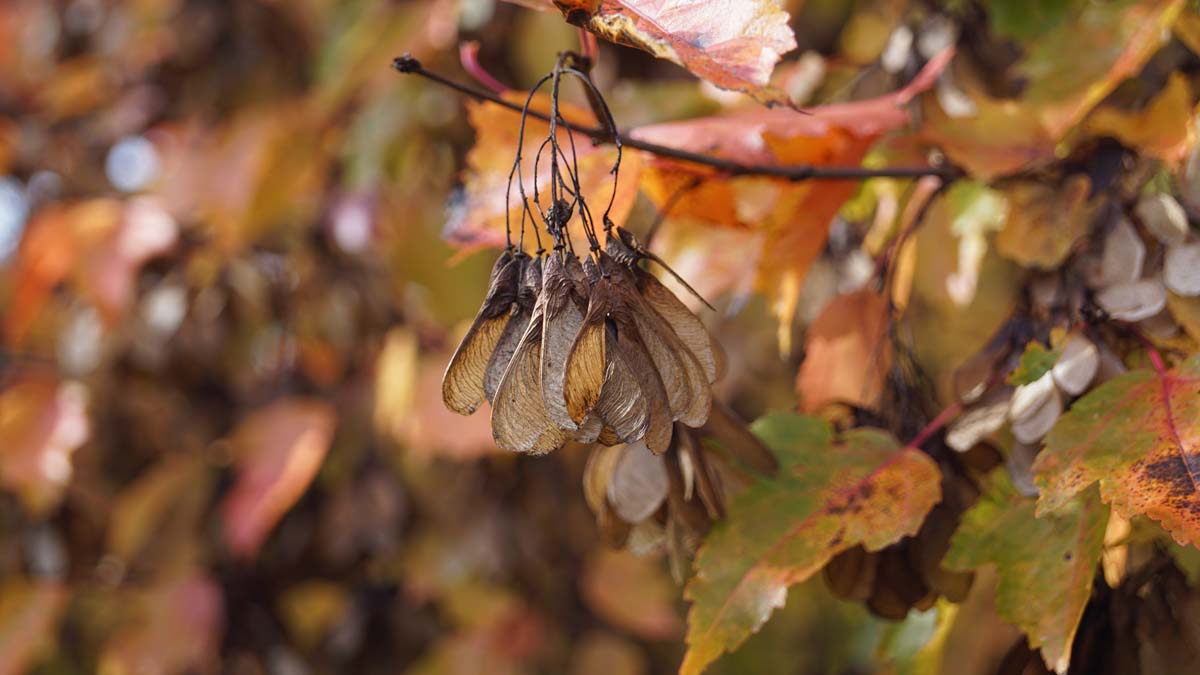 Acer tataricum ginnala meerstammig / struik zaaddoos
