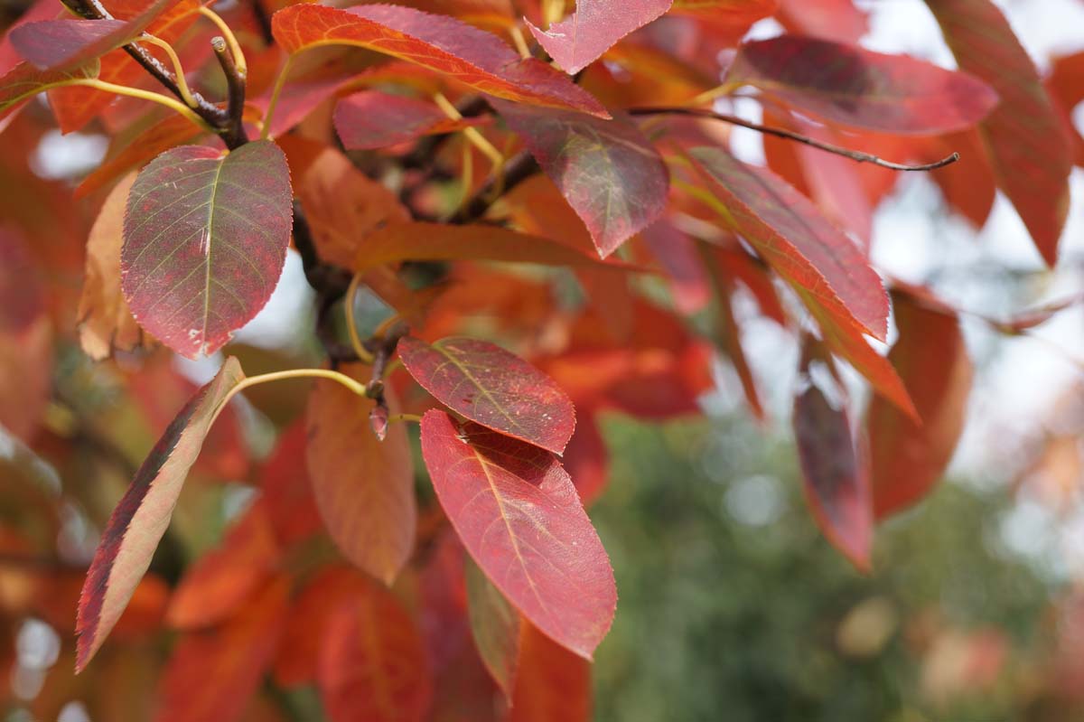 Amelanchier lamarckii op stam