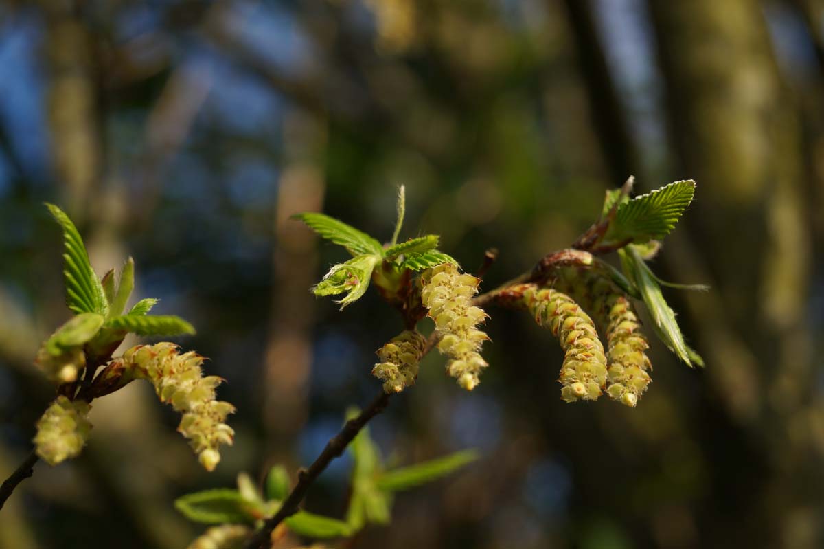 Carpinus betulus dakboom bloesem