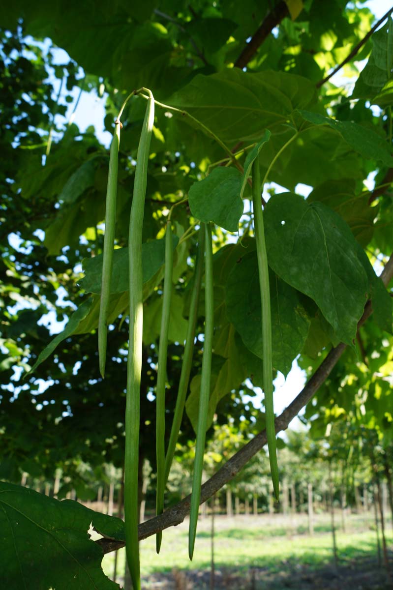 Catalpa bignonioides solitair zaaddoos