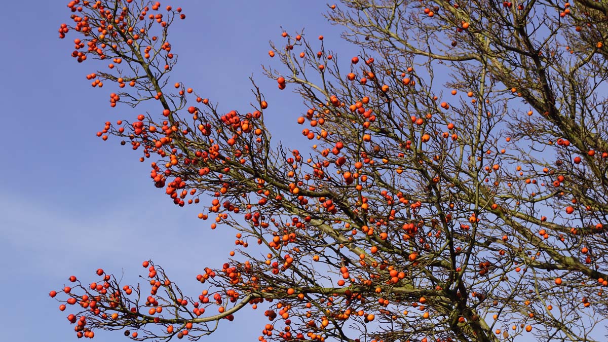 Crataegus lavalleei meerstammig / struik