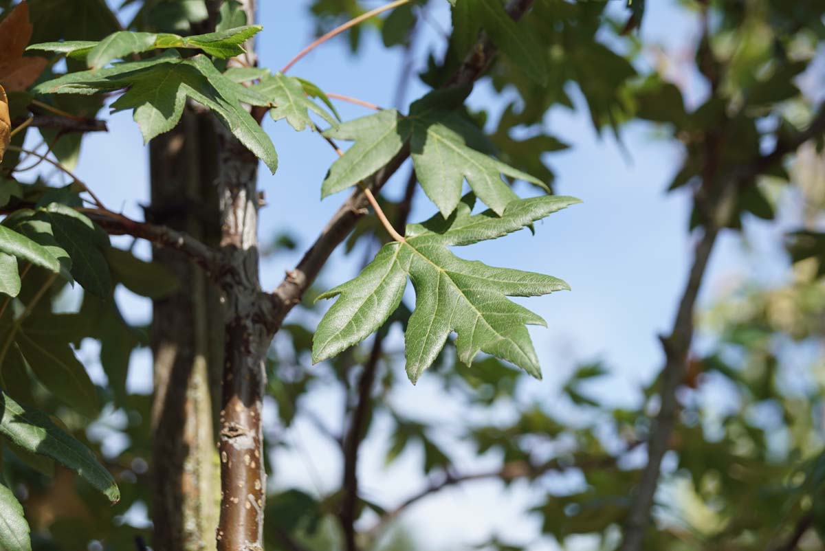 Malus trilobata meerstammig / struik