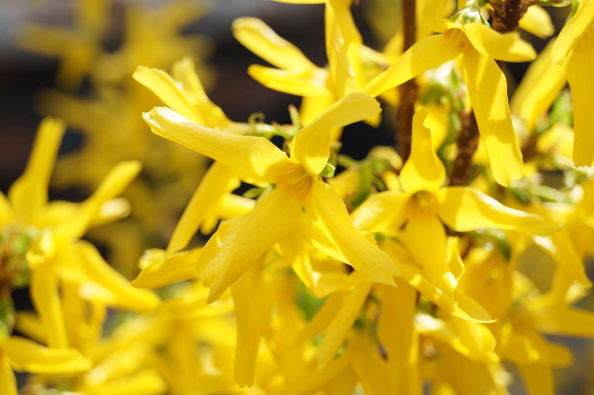 Forsythia intermedia 'Lynwood' Tuinplanten bloesem