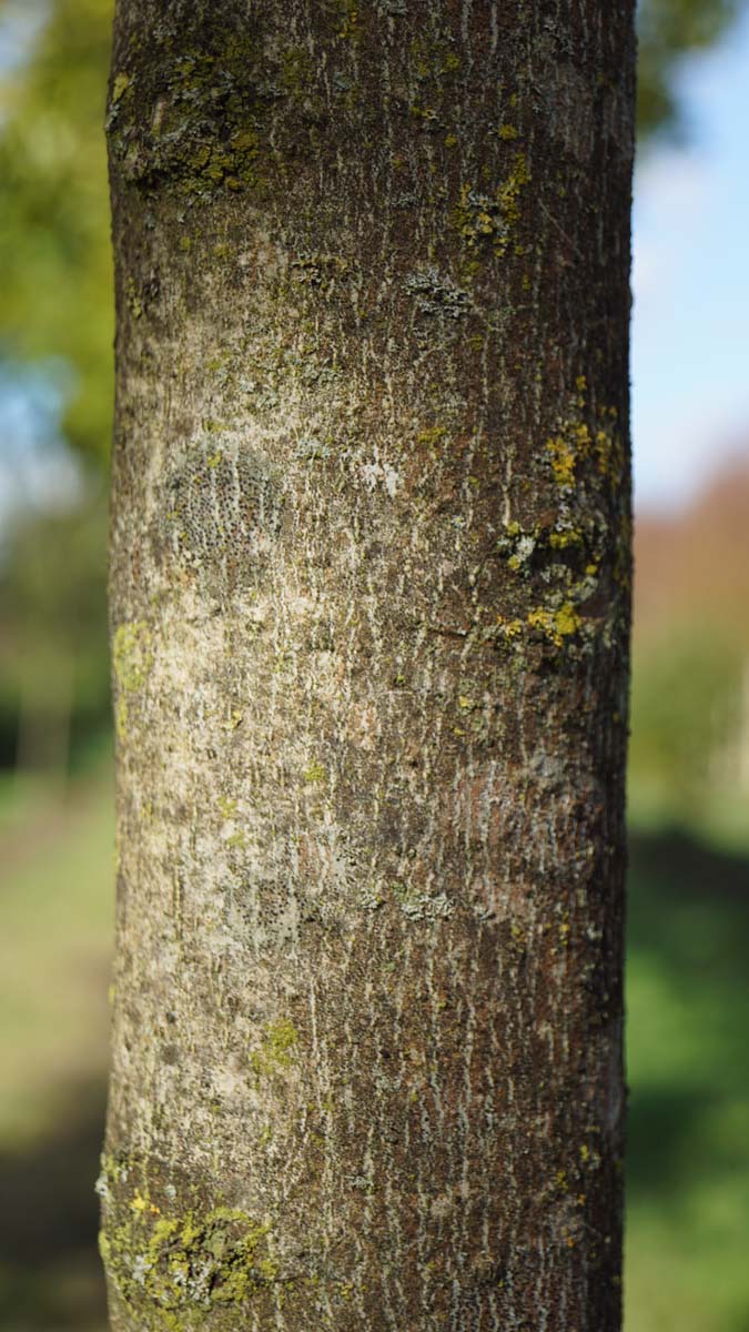 Fraxinus excelsior 'Altena' op stam