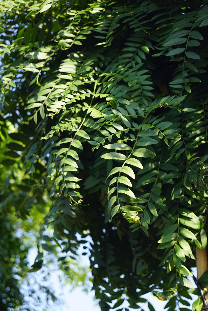 Gleditsia triacanthos 'Elegantissima' meerstammig / struik