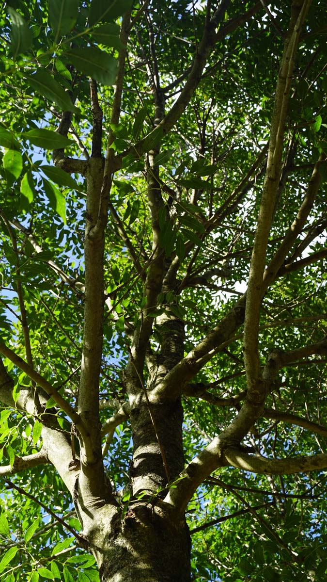 Fraxinus ornus op stam stam