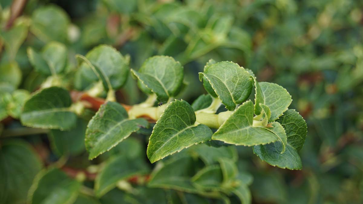Hydrangea petiolaris op stam blad