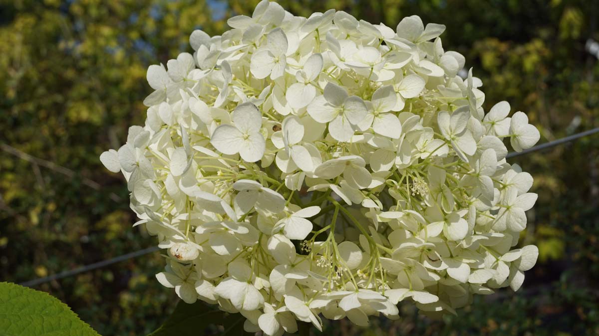 Hydrangea arborescens 'Annabelle' bloem