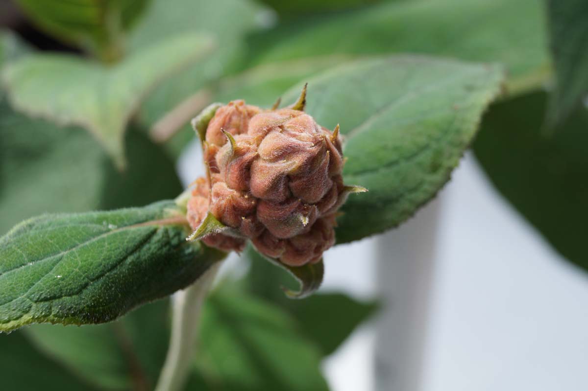 Hydrangea aspera 'Macrophylla'